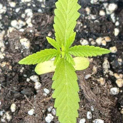 GELATO growlog timeline photo