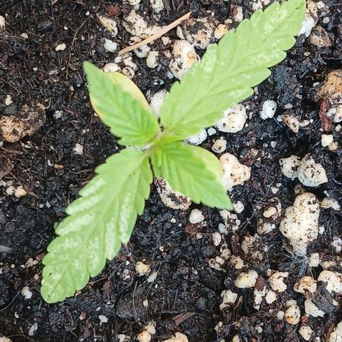AMNÉSIA growlog timeline photo