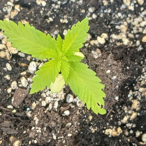 DOMINA growlog timeline photo