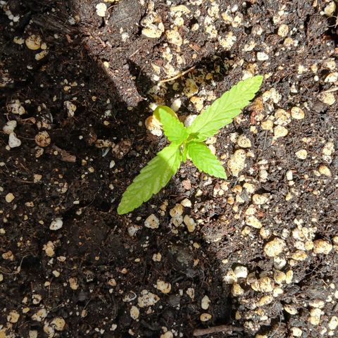 AMNÉSIA growlog timeline photo