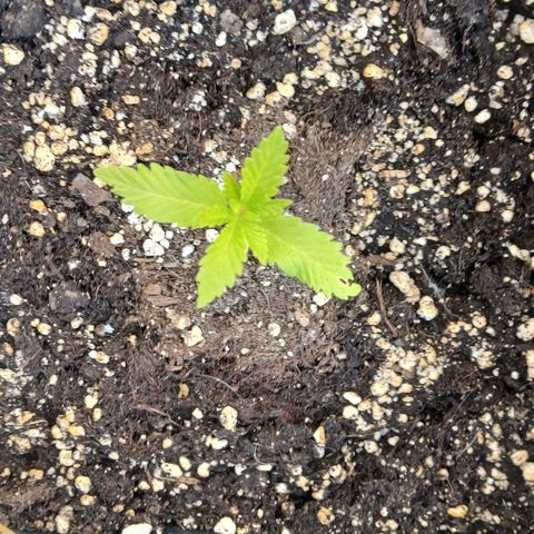 DOMINA growlog timeline photo