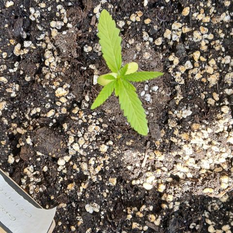 GELATO growlog timeline photo