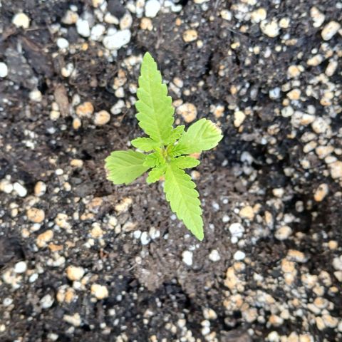 OG KUSH growlog timeline photo