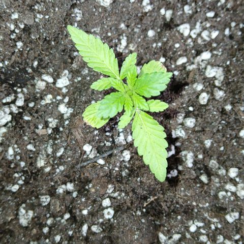 OG KUSH growlog timeline photo