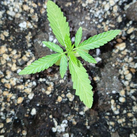 GELATO growlog timeline photo