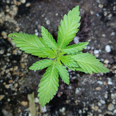 DOMINA growlog timeline photo