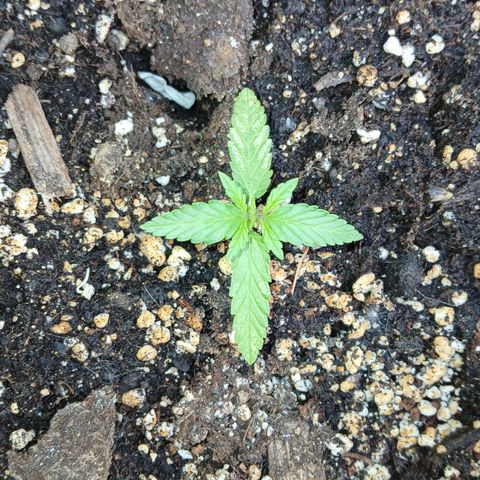 AMNÉSIA growlog timeline photo