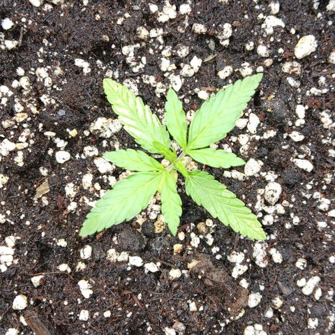 AMNÉSIA growlog timeline photo