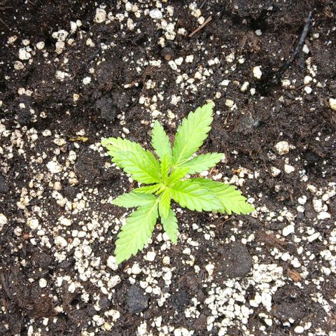 DOMINA growlog timeline photo