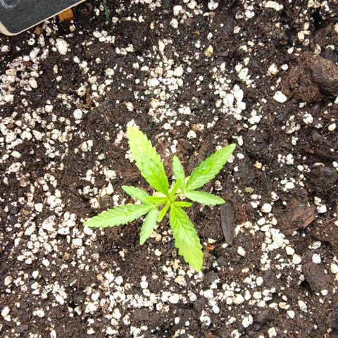 GELATO growlog timeline photo