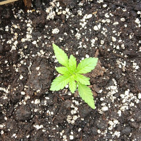 OG KUSH growlog timeline photo