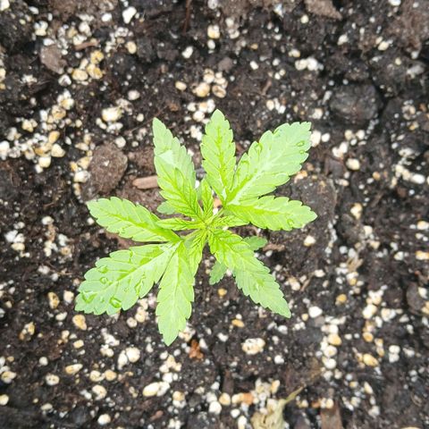 OG KUSH growlog timeline photo