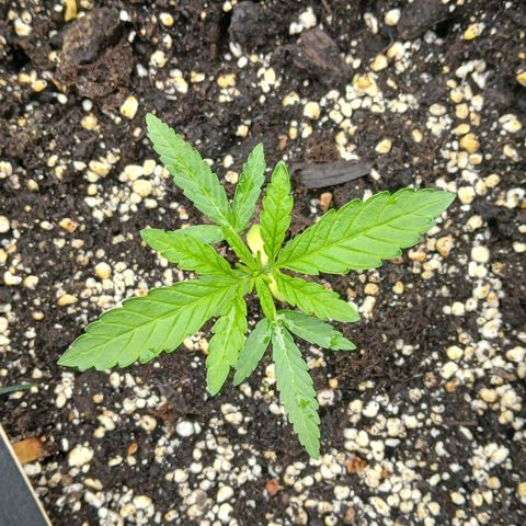 GELATO growlog timeline photo