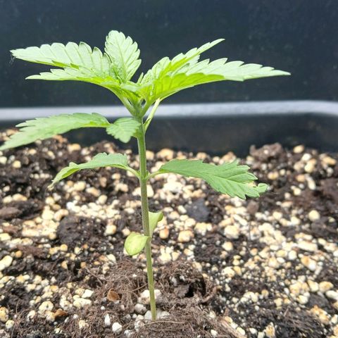 DOMINA growlog timeline photo