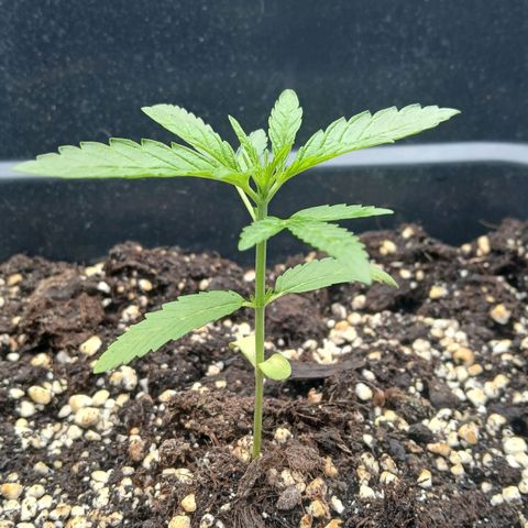 GELATO growlog timeline photo