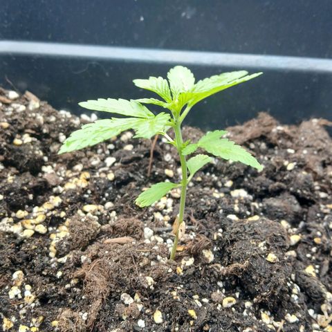 OG KUSH growlog timeline photo