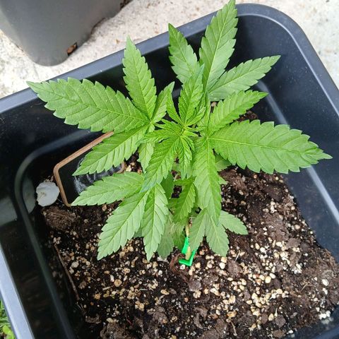 OG KUSH growlog timeline photo