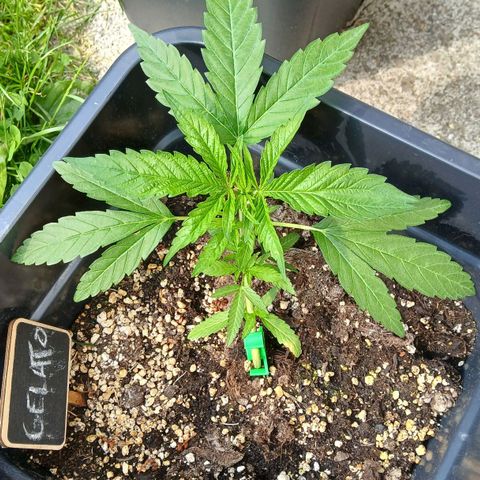 GELATO growlog timeline photo