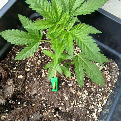 DOMINA growlog timeline photo