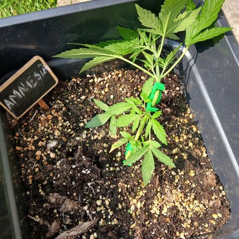 AMNÉSIA growlog timeline photo