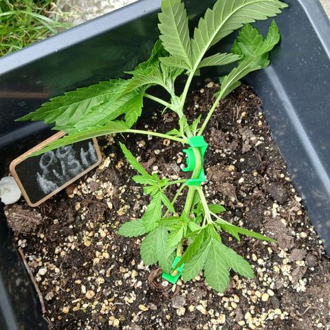OG KUSH growlog photo: Palissage 