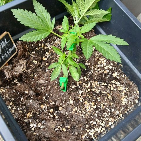 DOMINA growlog timeline photo