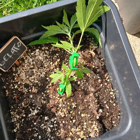 GELATO growlog photo: Palissage 
