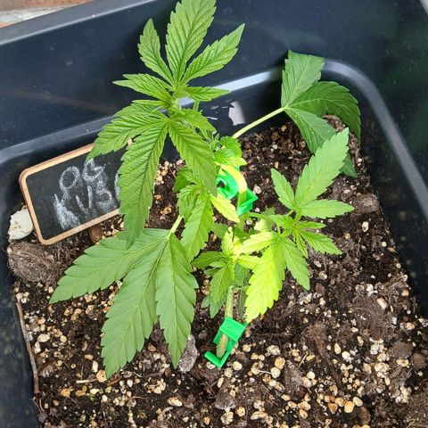 OG KUSH growlog photo: Après taillage