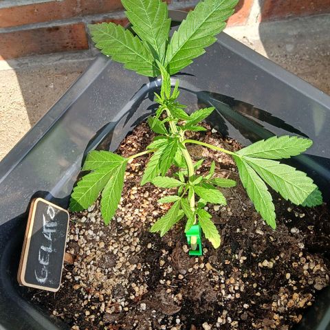 GELATO growlog photo: Après taillage 