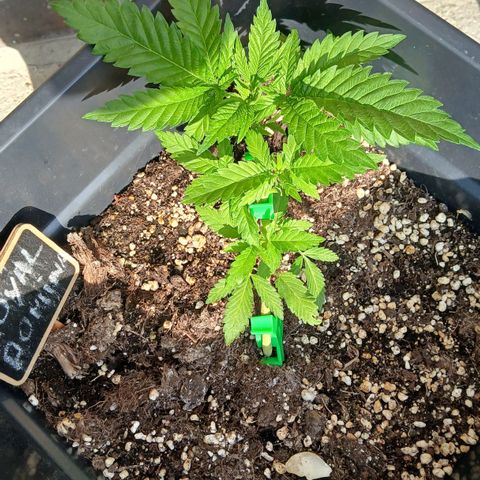 DOMINA growlog photo: Après taillage 