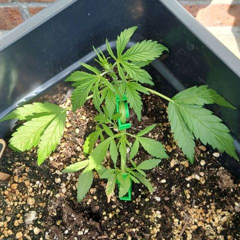 AMNÉSIA growlog photo: Après taillage 