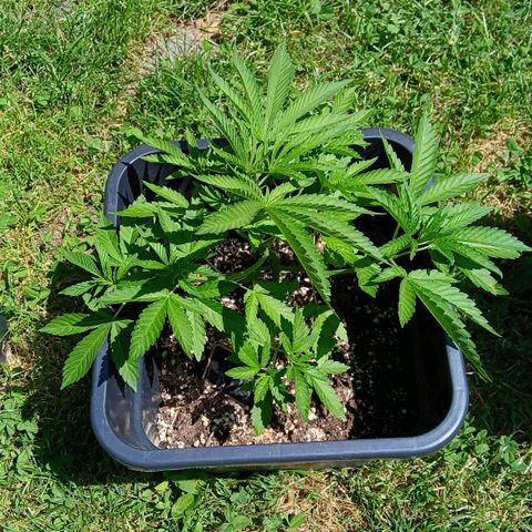 OG KUSH growlog timeline photo