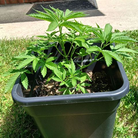 OG KUSH growlog timeline photo