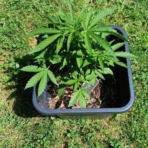 GELATO growlog timeline photo