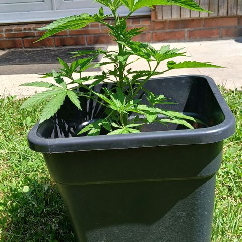 GELATO growlog timeline photo