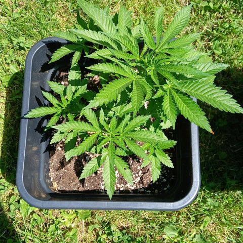 DOMINA growlog timeline photo