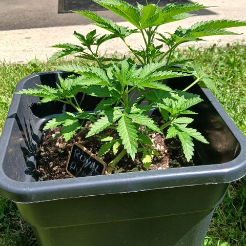 DOMINA growlog timeline photo