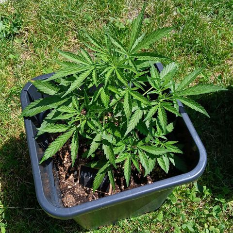 AMNÉSIA growlog timeline photo