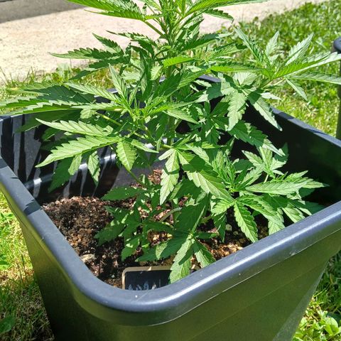 AMNÉSIA growlog timeline photo