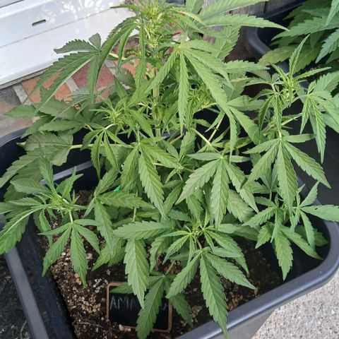 AMNÉSIA growlog timeline photo