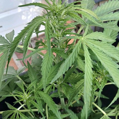 AMNÉSIA growlog timeline photo
