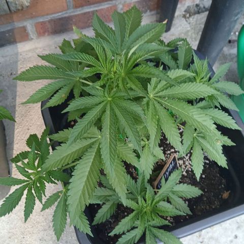 DOMINA growlog timeline photo