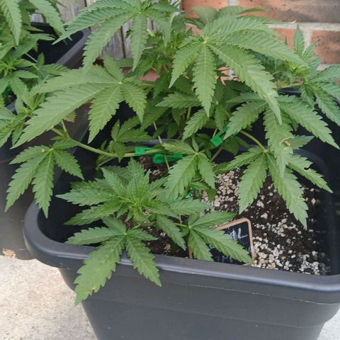 DOMINA growlog timeline photo