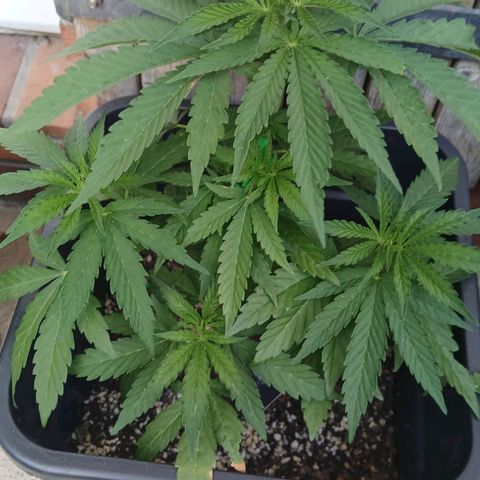 GELATO growlog timeline photo