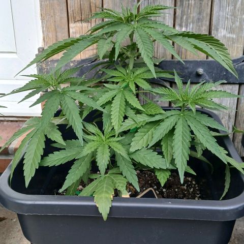 GELATO growlog timeline photo