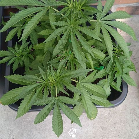 OG KUSH growlog timeline photo