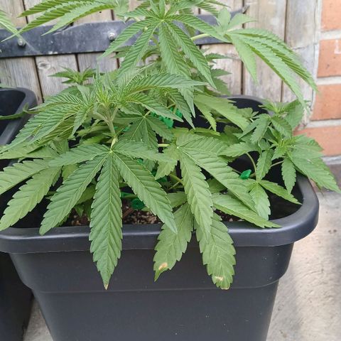 OG KUSH growlog timeline photo