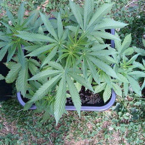 OG KUSH growlog timeline photo