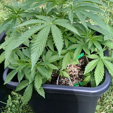 OG KUSH growlog timeline photo