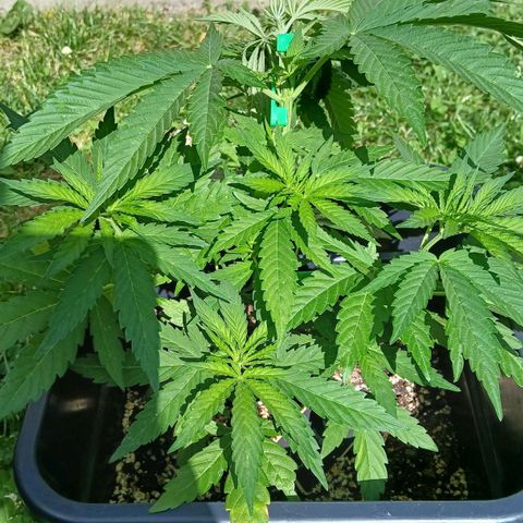 GELATO growlog timeline photo
